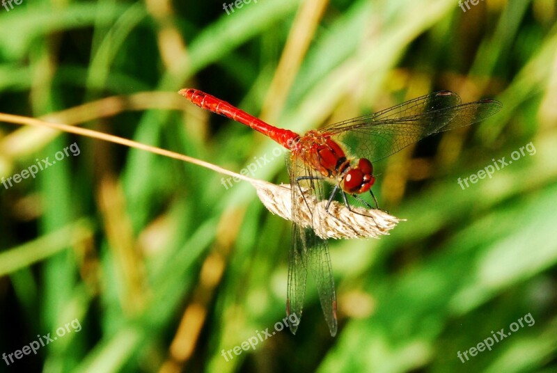 Dragonfly Insect Red Close Up Macro