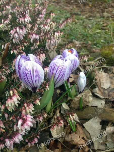 Crocus Spring Heather Free Photos