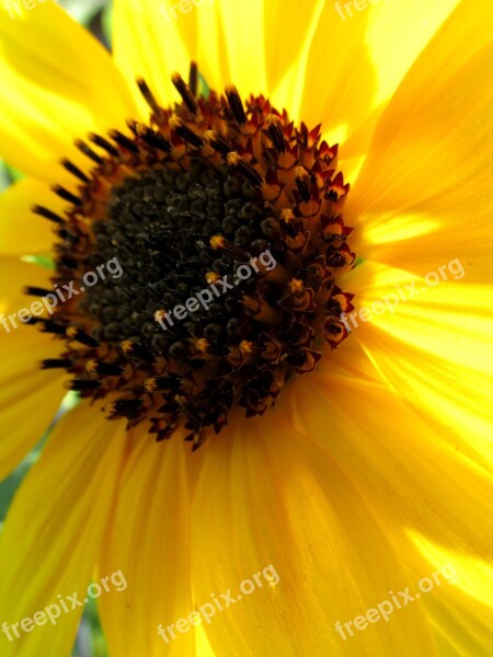 Sunflower Blossom Bloom Plant Summer