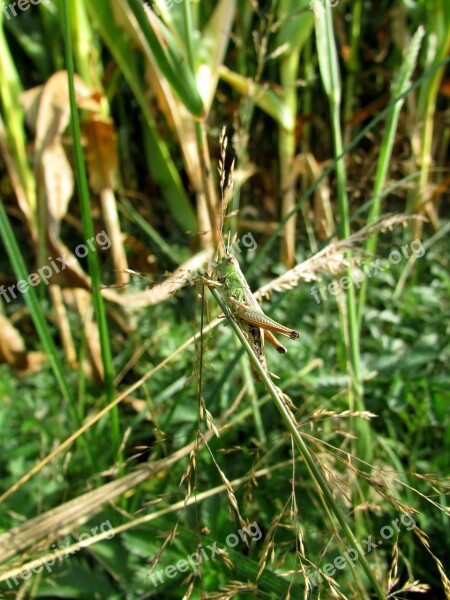 Grasshopper Insect Summer Field Free Photos