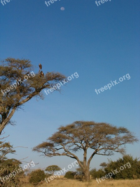 Kruger National Park Tree Moon Sky Africa