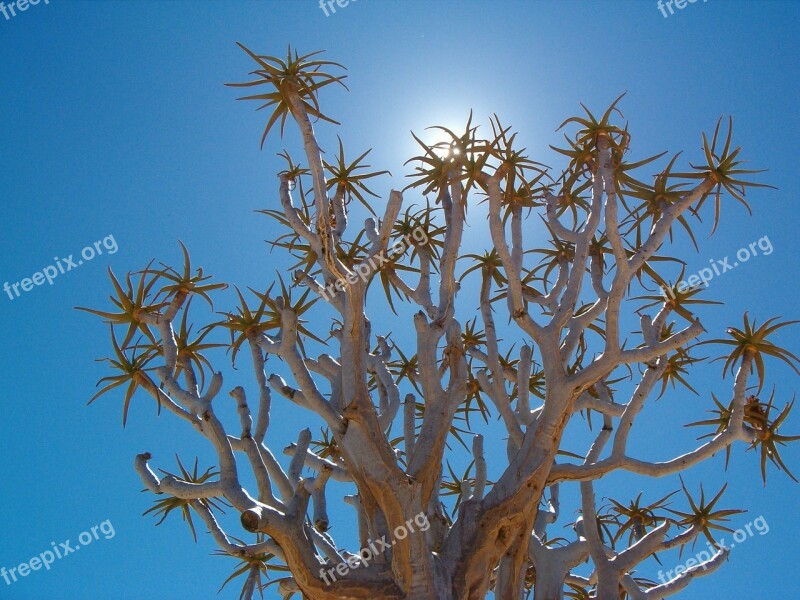 Namibia Backlighting Sun Tree Sky