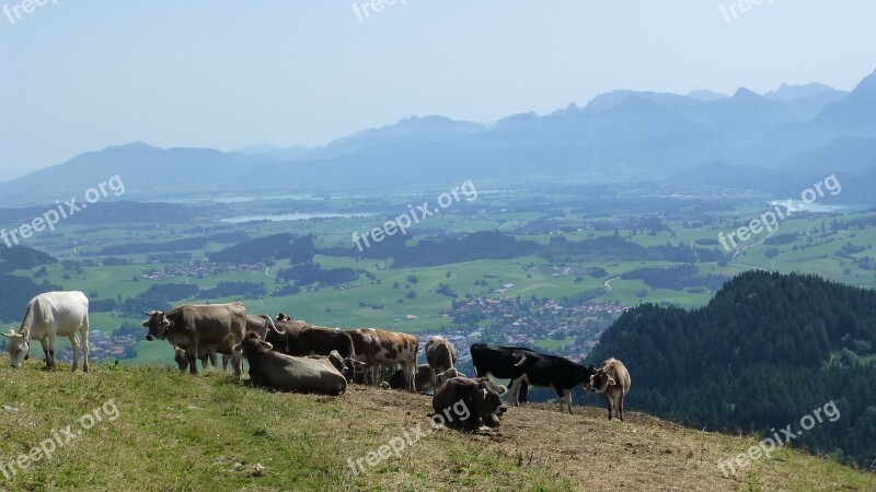 Allgäu Sun Cows Alpe Lake Forggensee