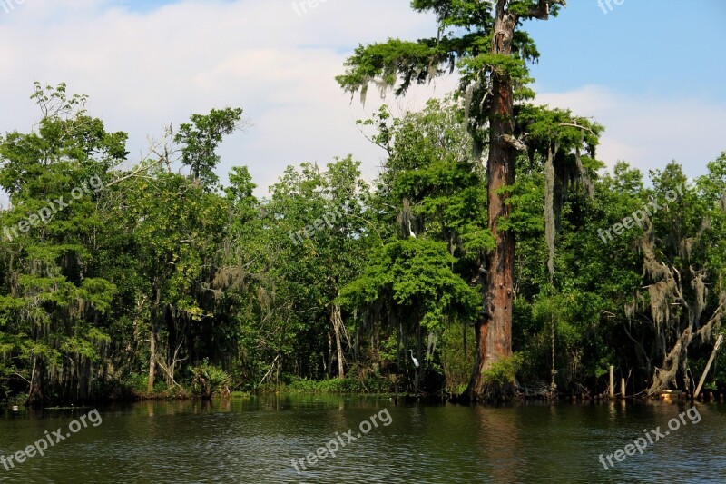 Swamp Bayou River Water Louisiana