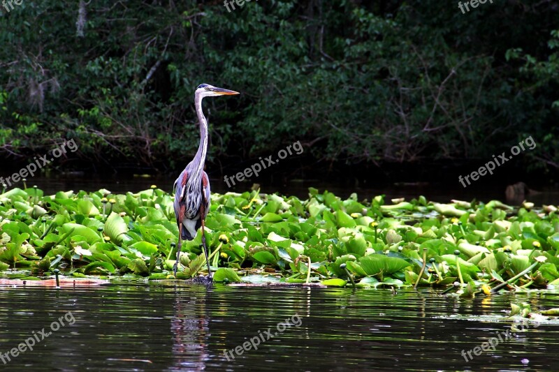 Blue Heron Wildlife Crane Gray Blue