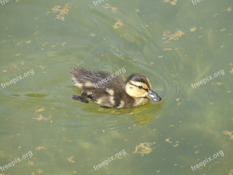 Chicken Water Swim Duck Duckling