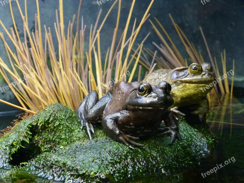 Frogs Amphibian Animal Close-up Creature