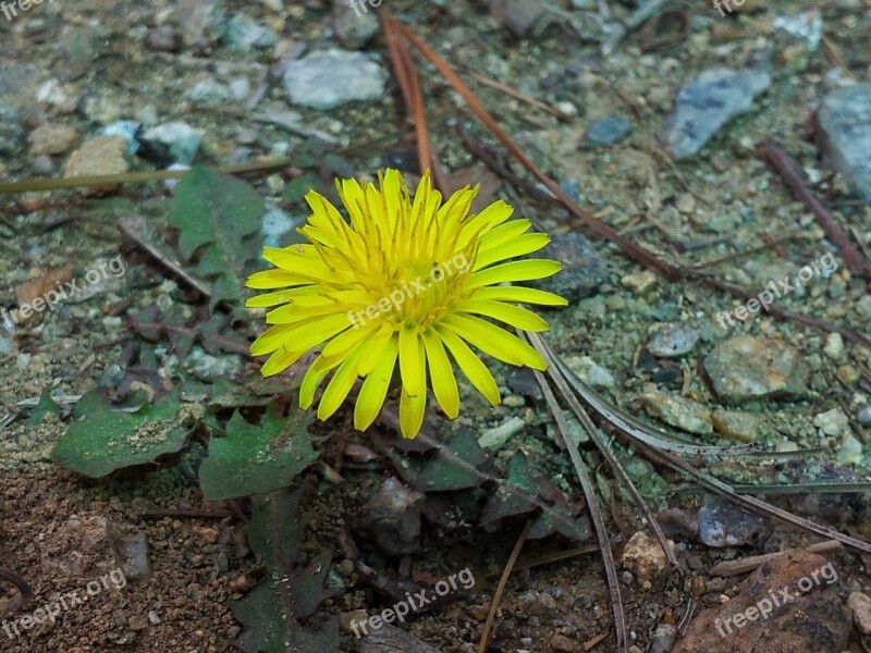 Their Mums Flowers Loneliness Plants Free Photos