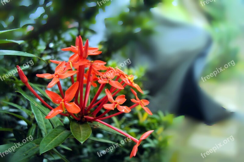 Santan Flower Santan Kanakambaram Kanakambaram Flower Flower