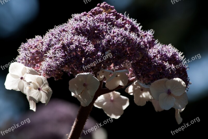 Velvet Hydrangea Hydrangea Aspera Flower Flowers White