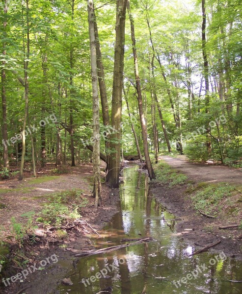 Stream Creek Forest Green Nature