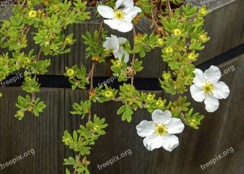 Abbotswood Potentilla Blossom Dwarf Shrub Foundation Plant