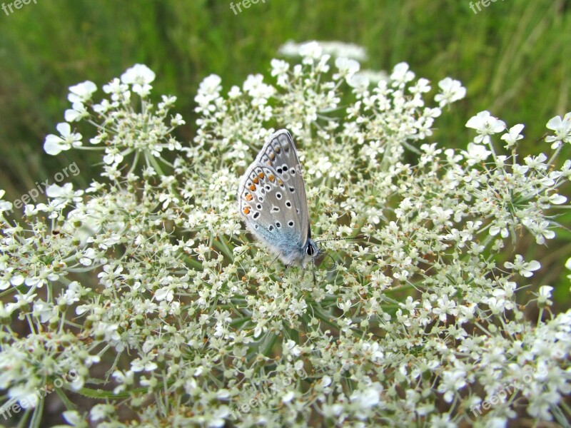 Butterfly Hauhächel Blue Insect Animals Nature