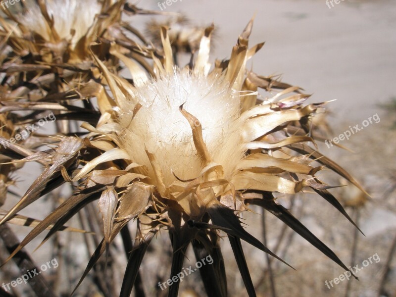 Thistle Flowers Globe Thistle Free Photos