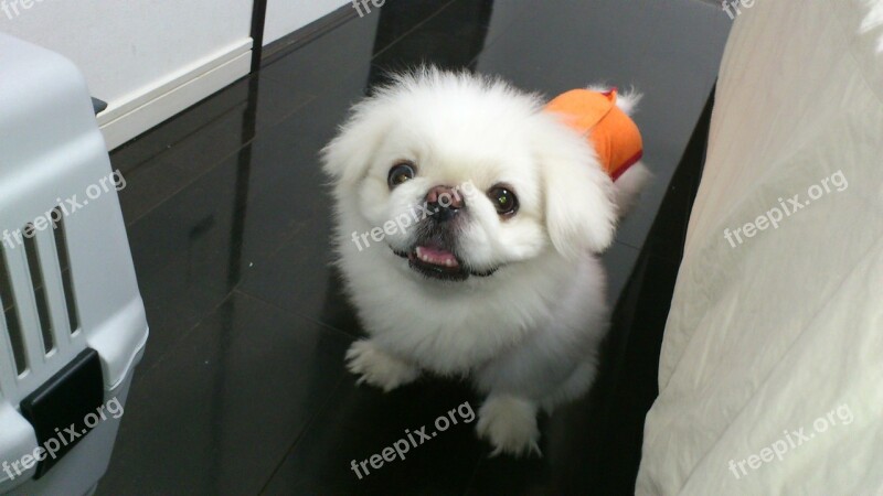 Dog Lion Maru Pekingese Lair Today I Got This