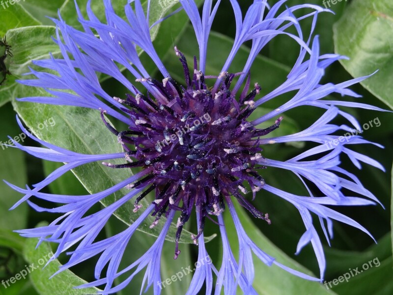 Cornflower Flower Blue Plant Summer