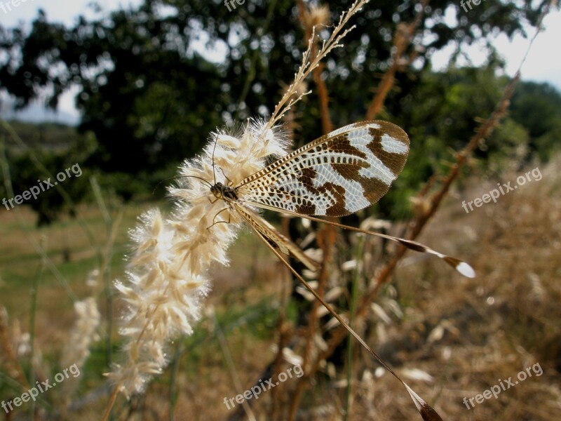 Butterfly Insects Nature Flower Free Photos