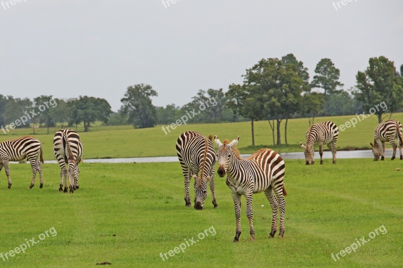 Zebras Striped Stripes Black White