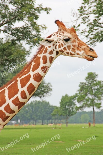 Giraffe Animal Long Neck Safari Zoo