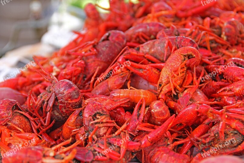 Crawfish Mud Bugs South Louisiana New Orleans