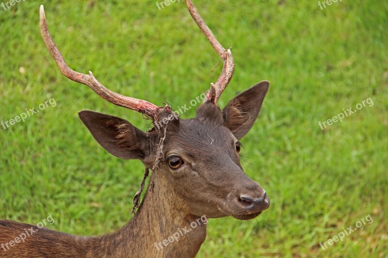 Antlers Wildlife Deer Nature Field