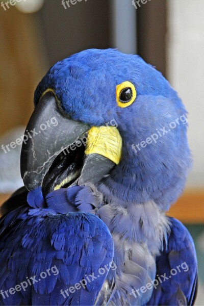 Parrot Blue Animal Head Beak