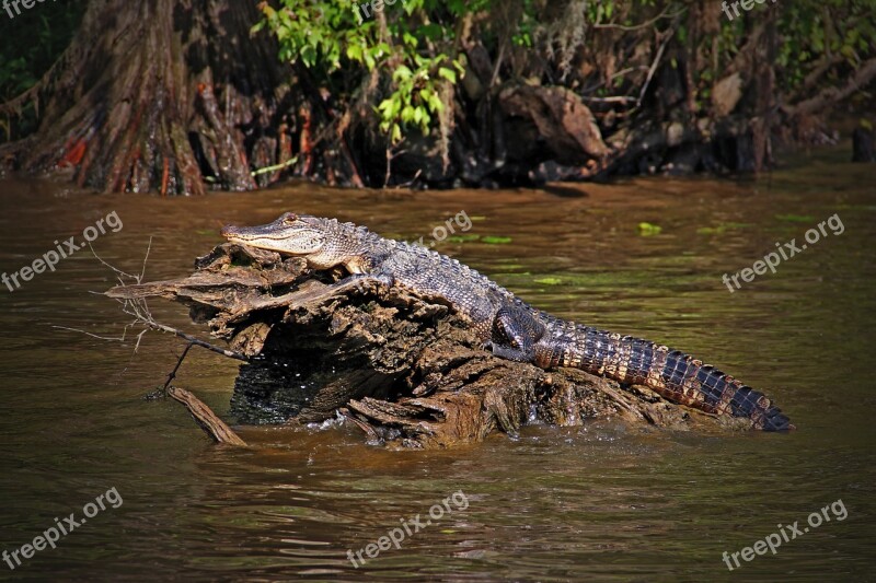 Louisiana Alligator Gator Reptile Swamp