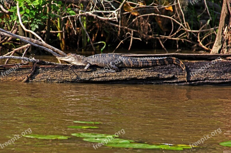 Louisiana Alligator Gator Reptile Swamp