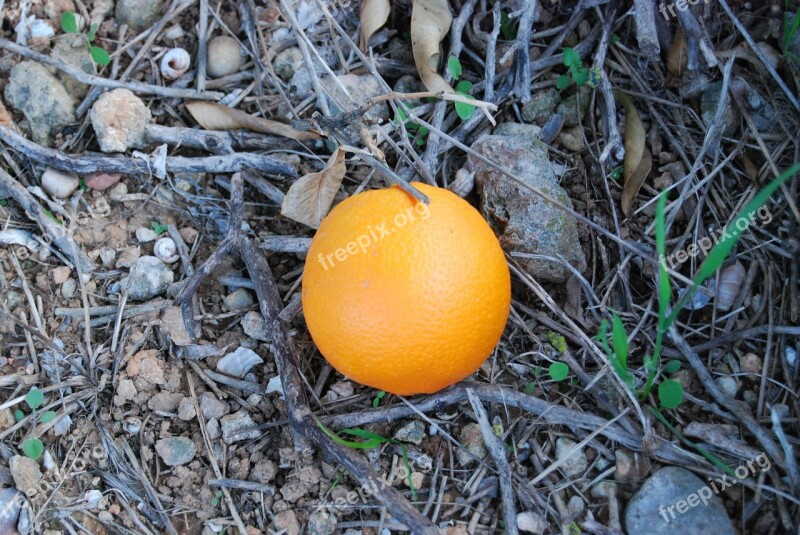 Orange Valencia Nature Fruit Free Photos