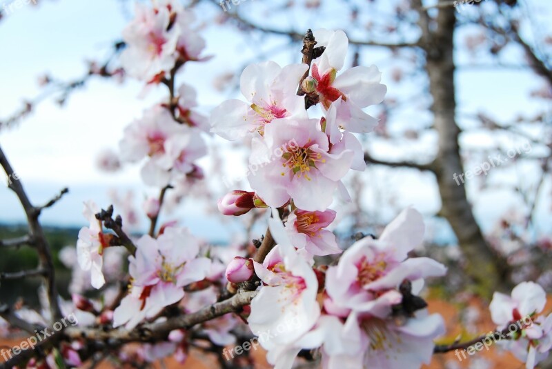 Flower Peach Tree Nature Tree Spring