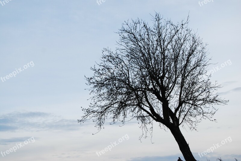 Tree Lonely Winter Spain Landscape