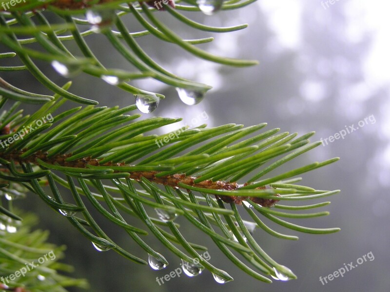 Spruce Rosa Mountains Sudetes Free Photos