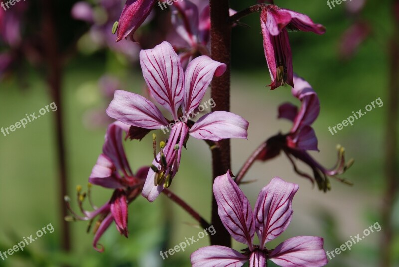 Dictamnus Flower Botanical Garden Free Photos