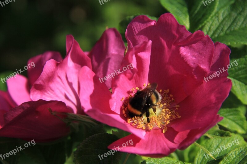 Rose Bumblebee Flower Red Free Photos