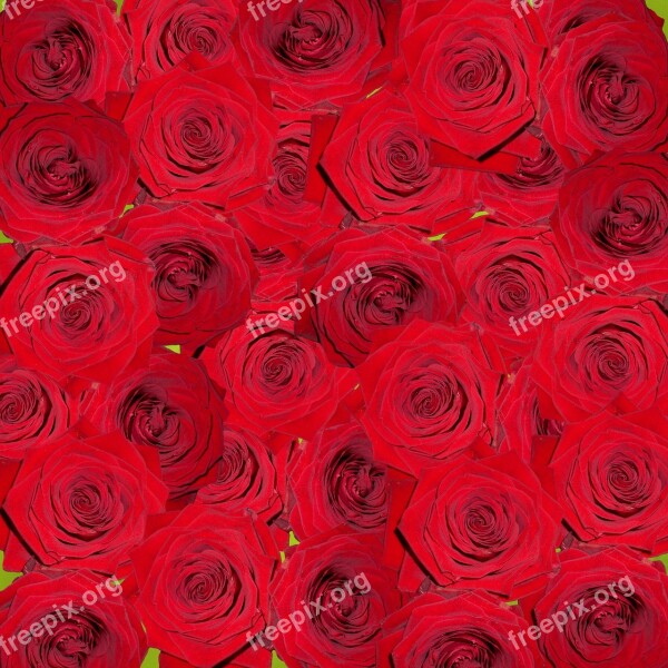 Roses Nature Flowers Red Digital Art