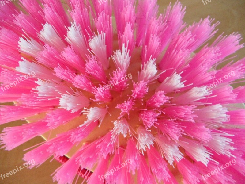 Brush Bristles Close Up Pink Striegel