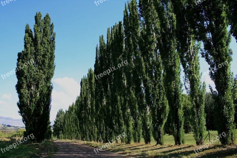 Clarens Countryside Rows Of Trees Trees Along Road Dirt Road Green Trees