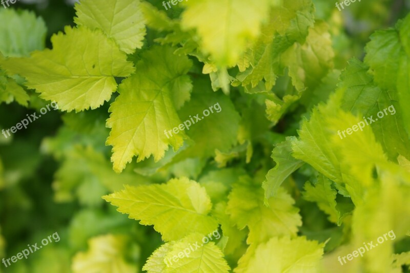 Summer Leaves Tree Leaf Veins Light