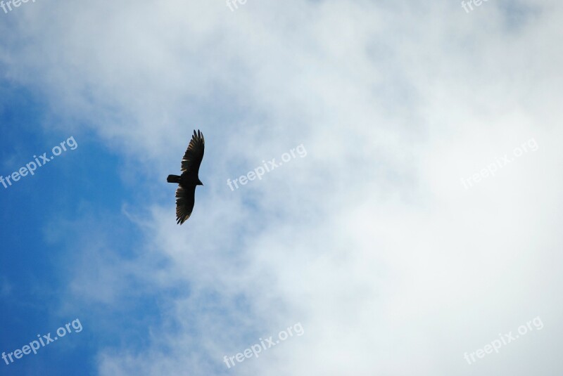 Soar Bird Sky Blue Sky Calm