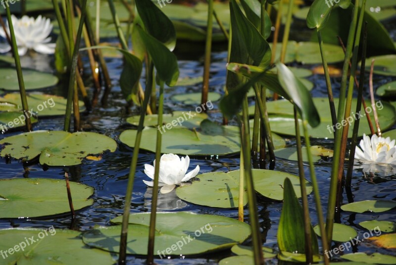 Monet Water Water Lily Flower White