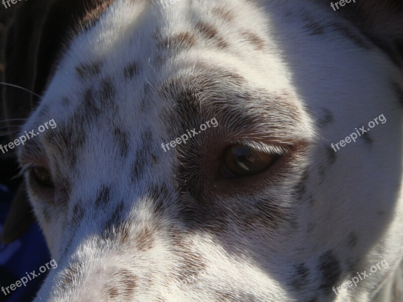 Dogs Pointer Face Animals Thinking