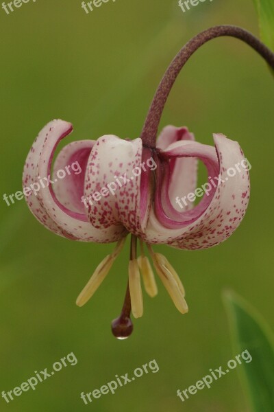 Blossom Bloom Martagon Lily Flowers Flower