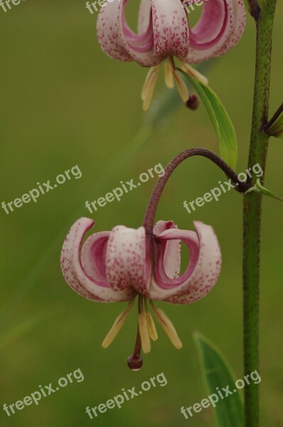 Blossom Bloom Martagon Lily Flowers Flower