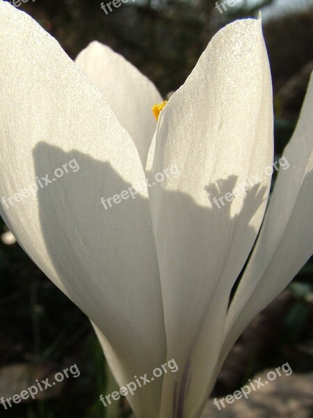 Spring Crocus White Free Photos