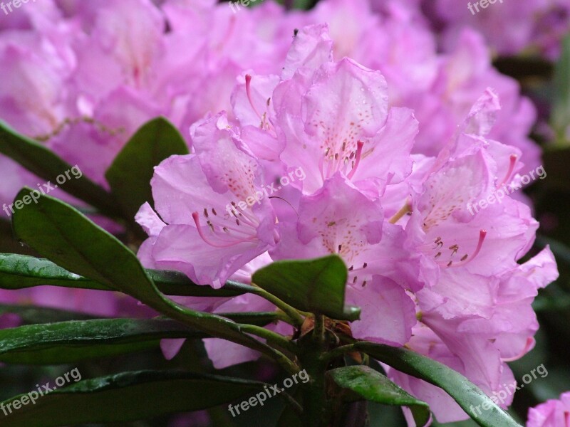 Spring Flowers Rhododendron Blossom Bloom