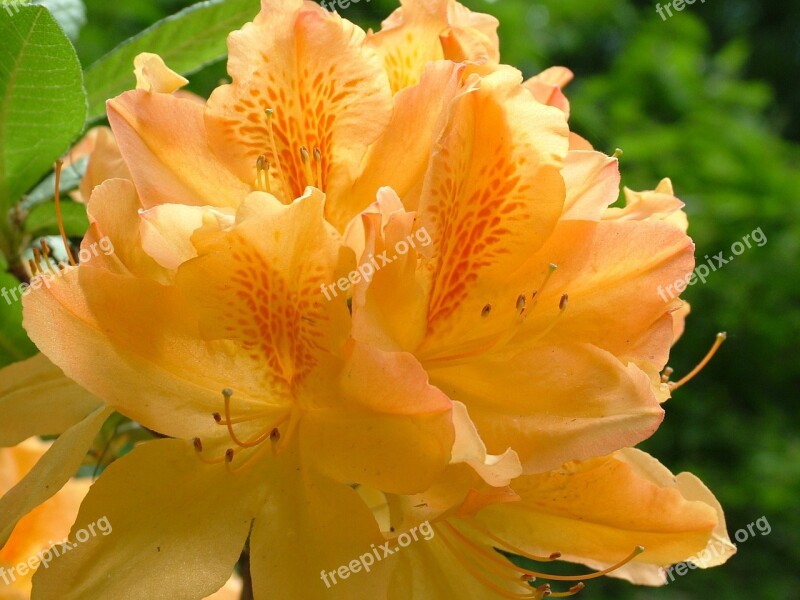 Spring Flowers Rhododendron Blossom Bloom