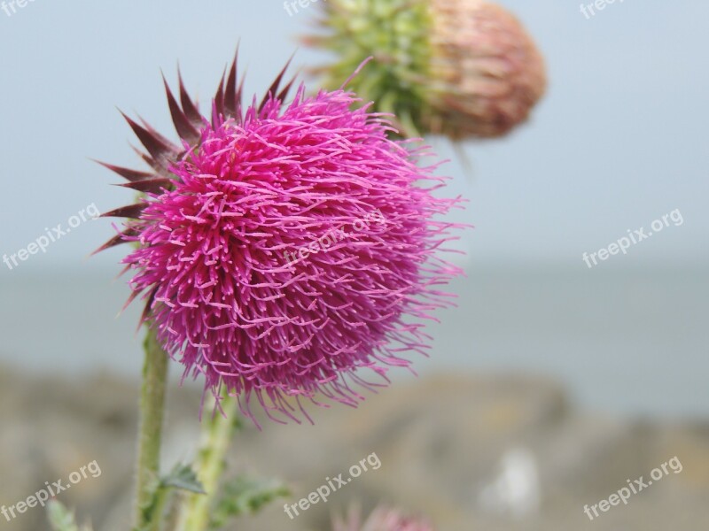 Thistle Pink Blossom Bloom Flower