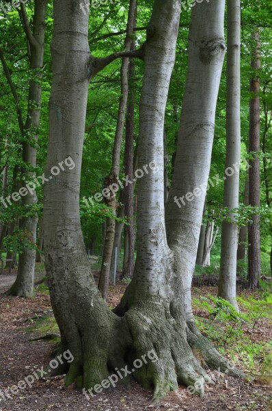 Tree Nature Trees Cohesion Free Photos