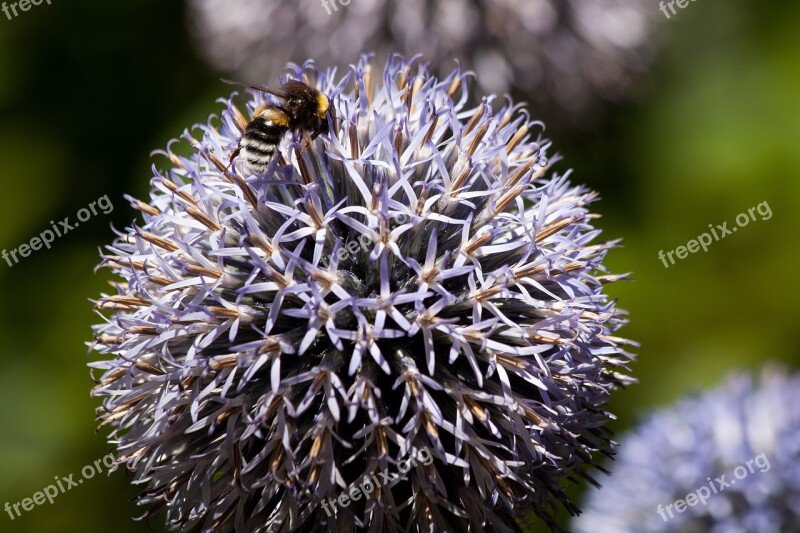 Echinops Composites Flora Plant Hummel