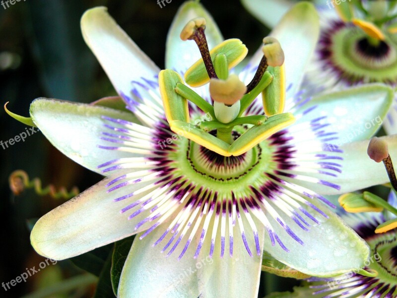 Passion Flower Passion Flower Exotic Summer